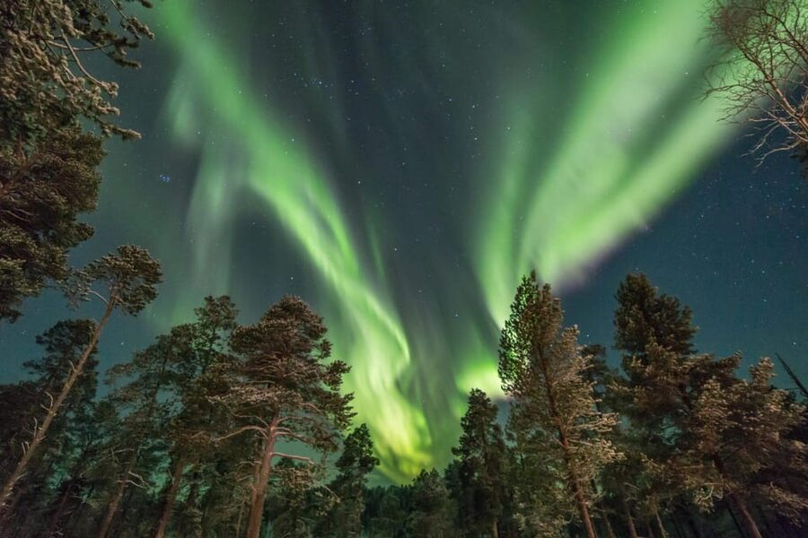 Rovaniemi: Snowy Forest Night Hike with Northern Lights - Walking through the Arctic night: what the forest hike feels like