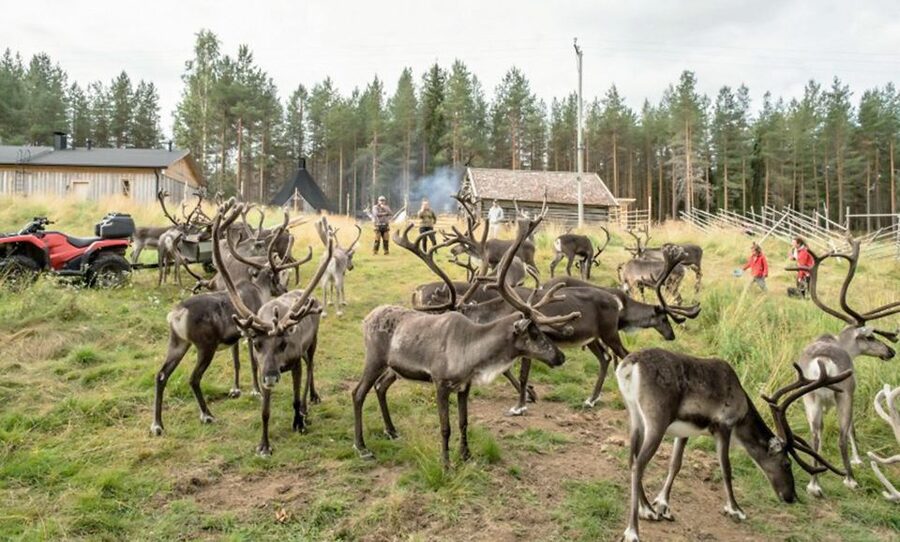 Rovaniemi: Summer Reindeer Farm Experience - Key Highlights Worth Your Time