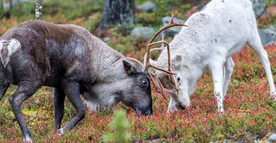 Rovaniemi: Summer Reindeer Farm Experience - Summer Reindeer Herding in Rovaniemi, what changes from winter