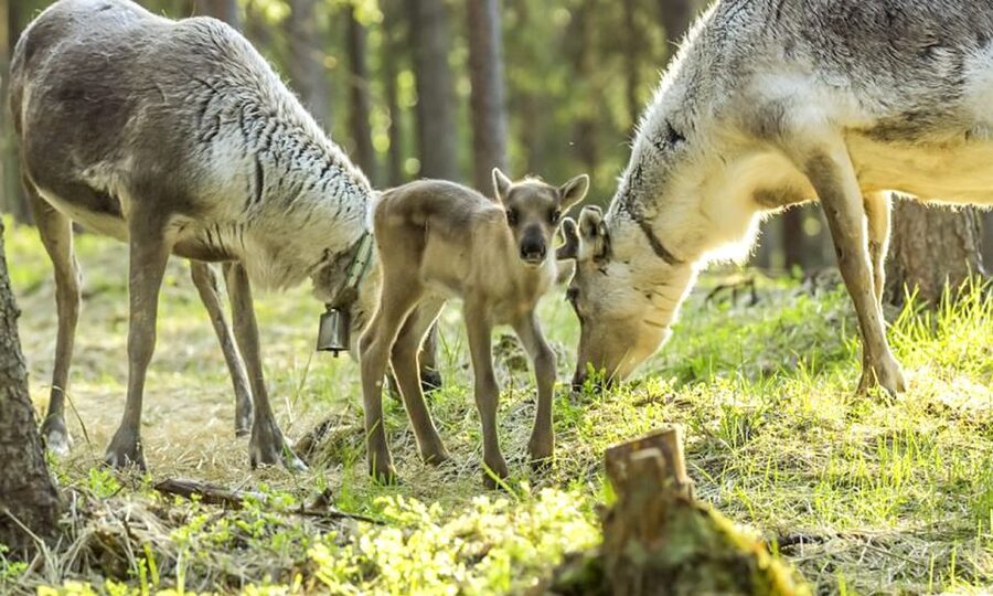 Rovaniemi: Summer Reindeer Farm Experience - The farm welcome, meeting a herder who lives the job