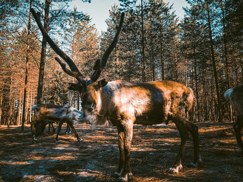Rovaniemi: Summer Reindeer Farm Experience - Price and value at about $114 per person