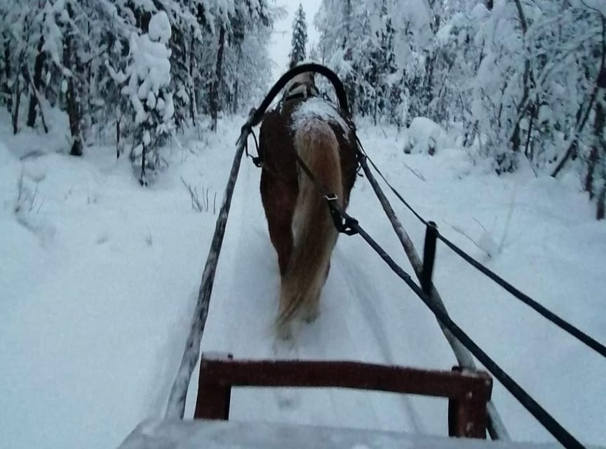 Rovaniemi: Traditional Finnhorse Sleigh Ride at SCV (3km) - After the sleigh: horse care, then hut warmth by the fire