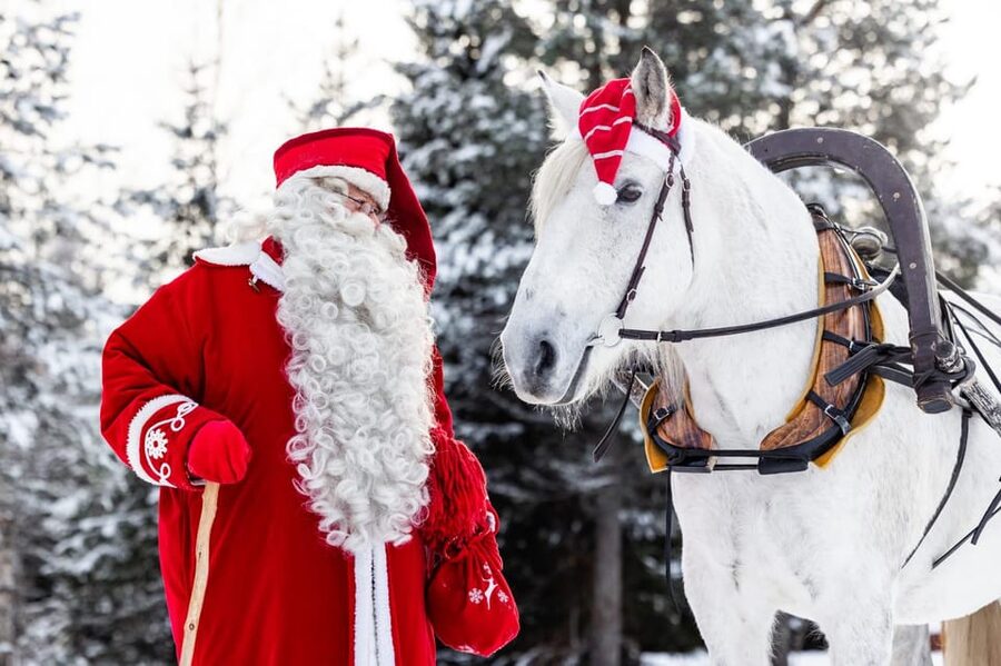 Rovaniemi: Traditional Finnhorse Sleigh Ride at SCV (3km) - Why Finnhorses in Rovaniemi feel different than other winter animals