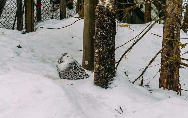 Rovaniemi: Trip to Ranua Zoo with Tickets - The white bear and the other stars: what to focus on first