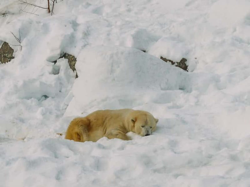 Rovaniemi: Trip to Ranua Zoo with Tickets - How long is enough: pacing your 5-hour day from Rovaniemi
