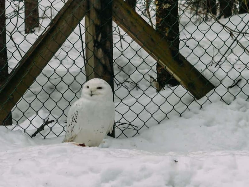 Rovaniemi: Trip to Ranua Zoo with Tickets - Price and value: why $102 can be a smart deal here
