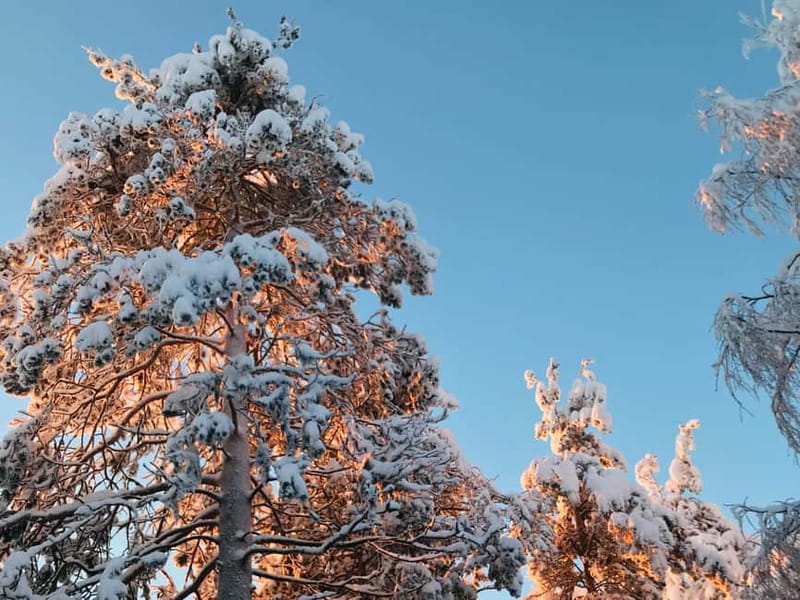 Rovaniemi: Trip to Ranua Zoo with Tickets - Who should book this Ranua Zoo with tickets?
