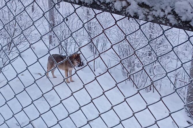 Rovaniemi: Trip to Ranua Zoo with Tickets Included - Animal availability: what you can see, and what can change