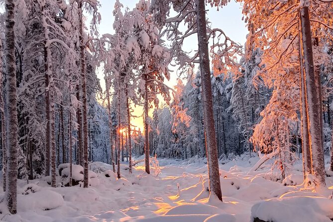 Rovaniemi: Trip to Ranua Zoo with Tickets Included - Price and value: when this beats doing it solo