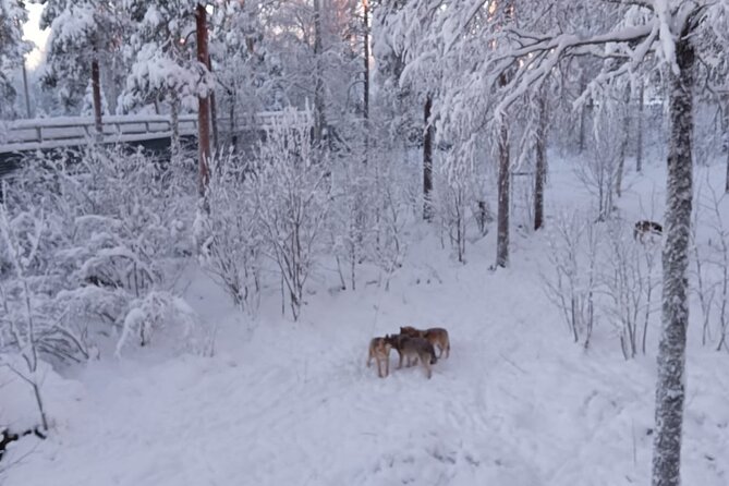 Rovaniemi: Trip to Ranua Zoo with Tickets Included - Who should book this Ranua Zoo trip, and who might not