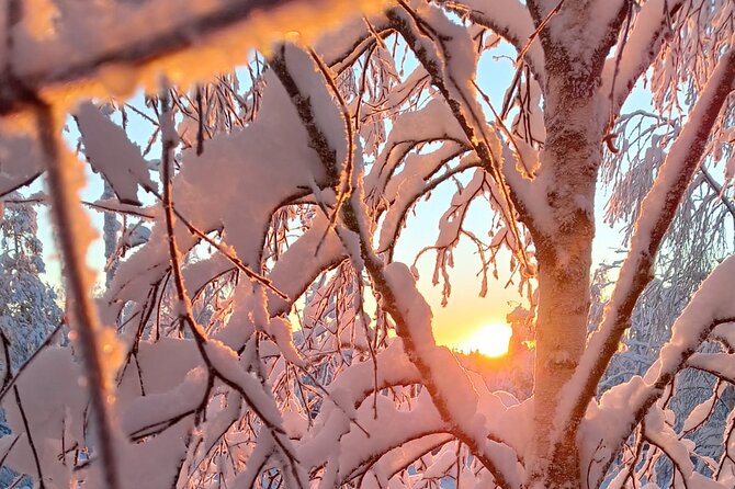 Rovaniemi: Trip to Ranua Zoo with Tickets Included - Tips to make the day run smoothly