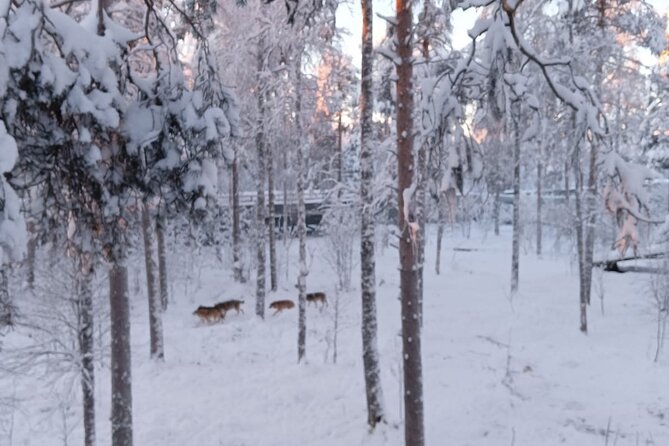 Rovaniemi: Trip to Ranua Zoo with Tickets Included - Your day inside Ranua Zoo: birds first, then polar animals