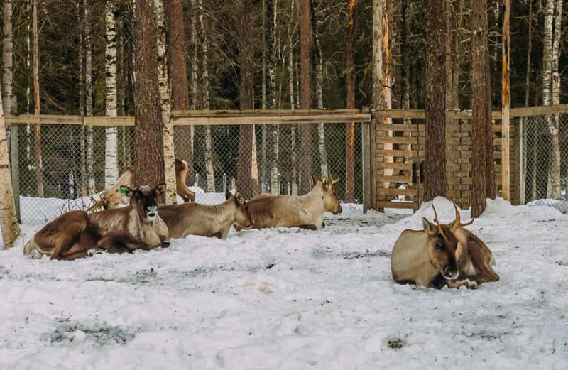 Rovaniemi: Trip to Ranua Zoo with Tickets - The Ranua Zoo experience: 60+ species and why animals are not always out