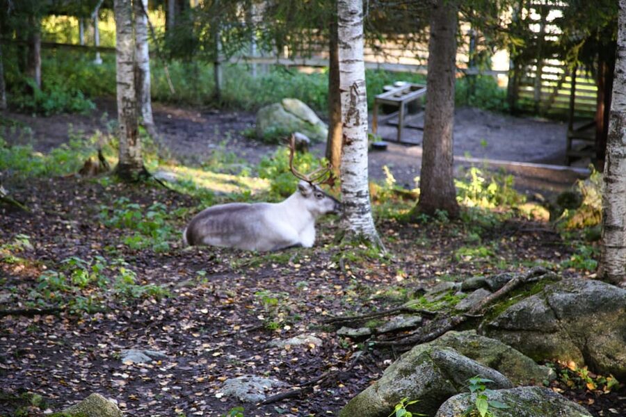 Rovaniemi: trip to the Ranua Zoo (transportation, tickets) - The animal lineup: Finnish icons plus Arctic specialists
