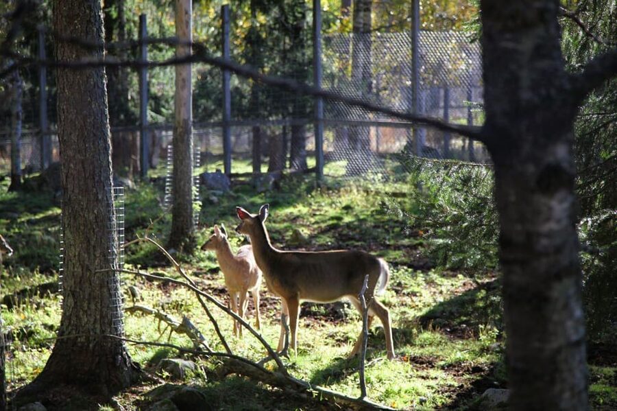 Rovaniemi: trip to the Ranua Zoo (transportation, tickets) - Food and comfort planning: dinner is not included