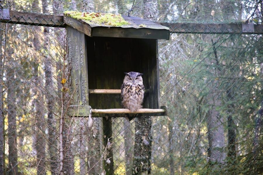 Rovaniemi: trip to the Ranua Zoo (transportation, tickets) - Who this tour suits best, and who might want a different plan