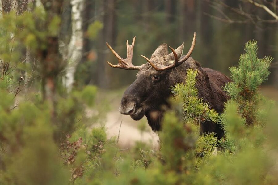 Rovaniemi: Wild Moose Safari - Key points you should know before booking