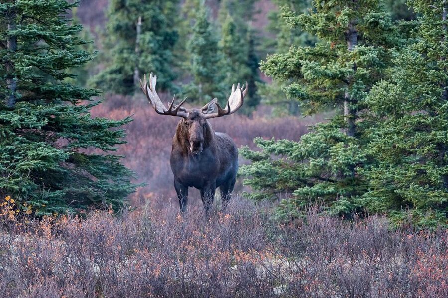 Rovaniemi: Wild Moose Safari - Timing matters: sunrise, sunset, and the midnight sun effect
