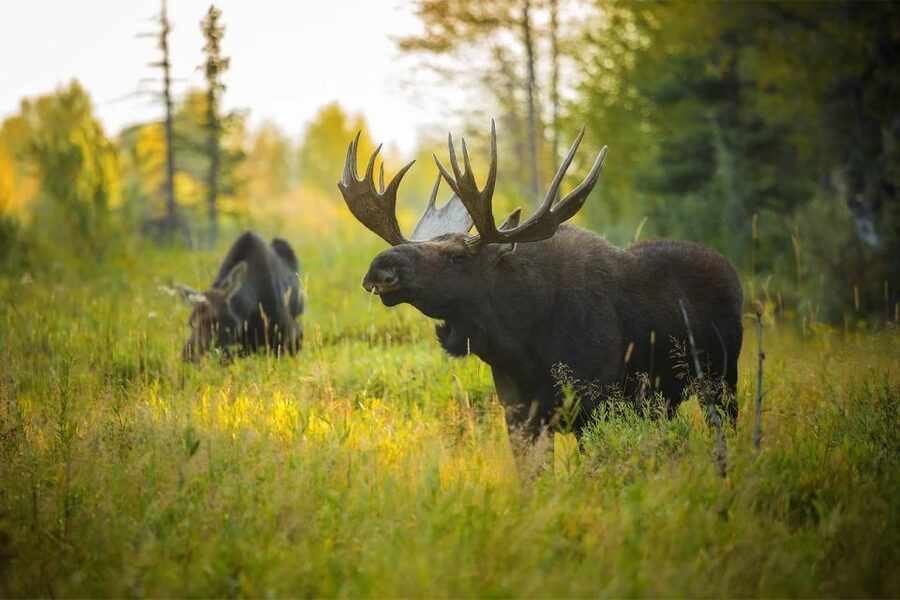 Rovaniemi: Wild Moose Safari - Who this tour suits best, and who should reconsider