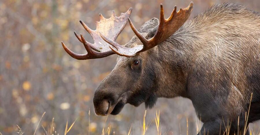 Rovaniemi: Wild Moose Safari - Your 3.5 hour plan: pickup, forest roads, and the moose search rhythm