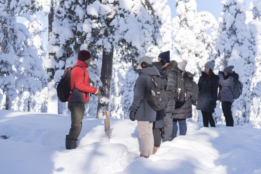 Rovaniemi: Wilderness Tour - Winter: Snow Drifts, Footprints, and Frozen-Tree Quiet