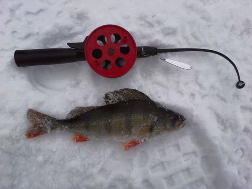 Ruka: Ice fishing trip - What You Might Catch: Perch, Pike, and More