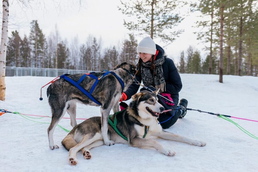 Saariselkä: 10KM Husky Safari with kennel visit - Kennel visit and hot drink in a kota: the calm part of the day