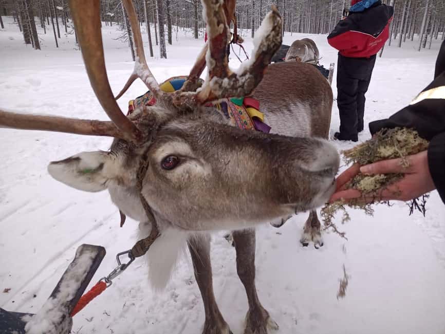 Saariselkä: Northern Lights & Reindeer Sledding Tour - Joikun Kotakahvio and Porofarmi: warm snacks, reindeer time, and the real setup