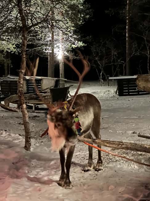 Saariselkä: Northern Lights & Reindeer Sledding Tour - Price and value: what $222 buys in real Lapland time