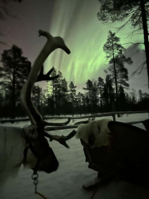 Saariselkä: Northern Lights & Reindeer Sledding Tour - Photo rules that affect your experience: no flash means better behavior, better safety