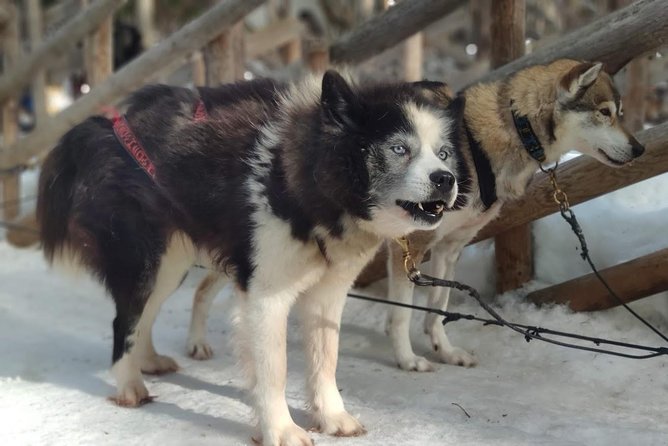 Santa Claus Village Guided Tour & Arctic Animals Adventure - Stop 2: The 500m reindeer safari with a professional musher