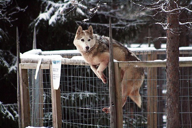 Santa Claus Village Guided Tour & Arctic Animals Adventure - Stop 3: Arctic Circle Husky Park, a 2km sleigh ride through snowy scenery
