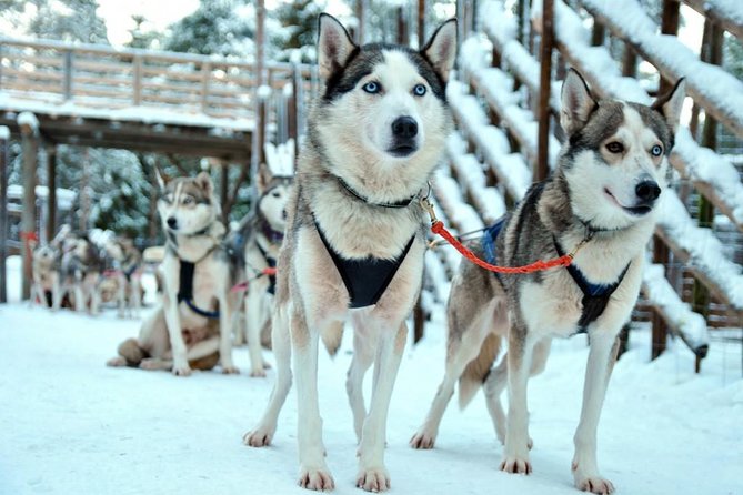 Santa Claus Village Guided Tour & Arctic Animals Adventure - The warm extras that make the cold feel more worth it