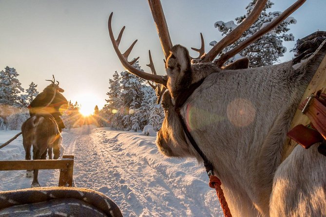 Santa Claus Village Guided Tour & Arctic Animals Adventure - Price and value: what you pay for in this Santa and Arctic animals package
