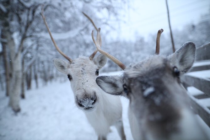 Santa Claus Village, Husky and Reindeers Combo Safari - Santa Claus Village: the Arctic Circle moment and what to expect