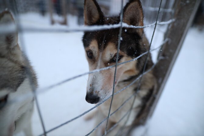 Santa Claus Village, Husky and Reindeers Combo Safari - Reindeer yard: real farm time plus a short sleigh ride