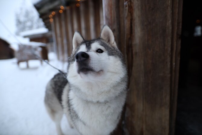 Santa Claus Village, Husky and Reindeers Combo Safari - Guide quality is the hidden ingredient (and it shows up in real names)