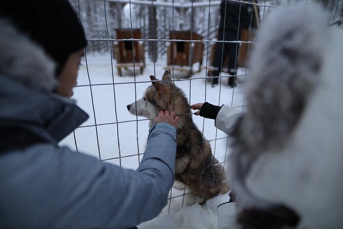 Santa Claus Village, Husky and Reindeers Combo Safari - Husky park: learning their routine, then hopping on the sled