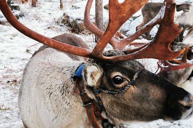 Santa's Reindeer & Husky Safari + Aurora BBQ in Rovaniemi - Key highlights to know before you go