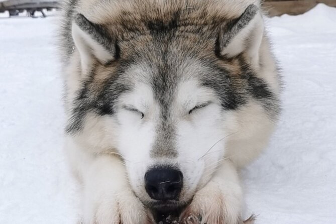 Santa's Reindeer & Husky Safari + Aurora BBQ in Rovaniemi - An action-packed Arctic day that still leaves breathing room
