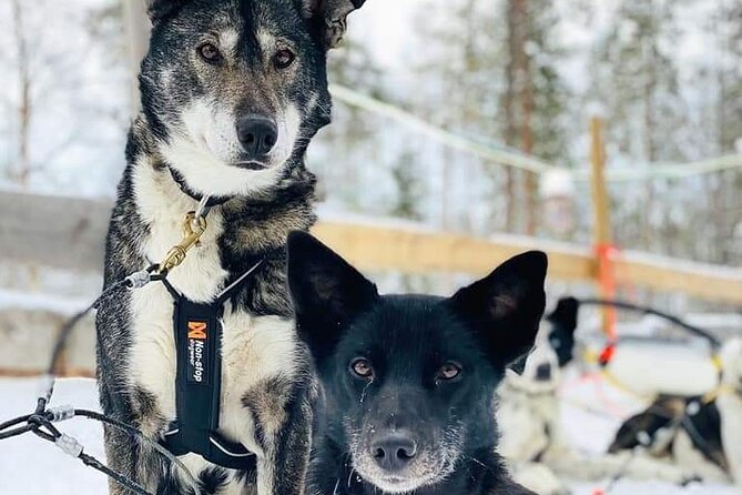 Santa's Reindeer & Husky Safari + Aurora BBQ in Rovaniemi - Evening northern lights hunting: two dark-sky stops, guided explanations