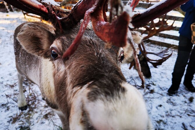 Santa's Reindeer & Husky Safari + Aurora BBQ in Rovaniemi - Cold-weather practicalities I’d plan around