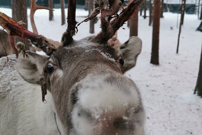 Santa's Reindeer & Husky Safari + Aurora BBQ in Rovaniemi - Morning at the husky farm: 500m of speed, then reindeer close-up