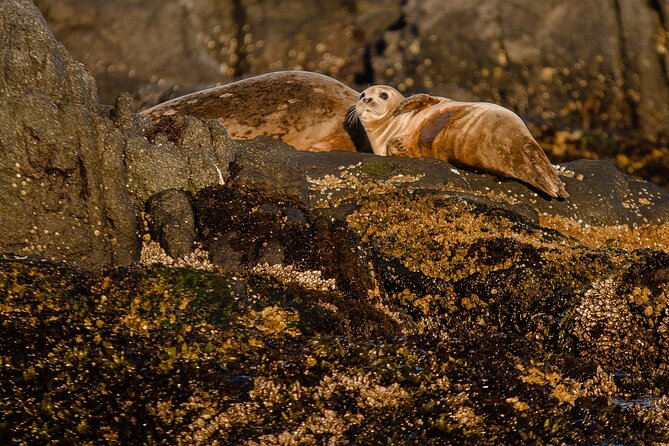 SEAL SAFARI in Savonlinna from Helsinki (private) - A long Helsinki to Savonlinna day that stays focused