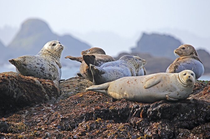 SEAL SAFARI in Savonlinna from Helsinki (private) - Savonlinna National Urban Park: the setting behind the sightings
