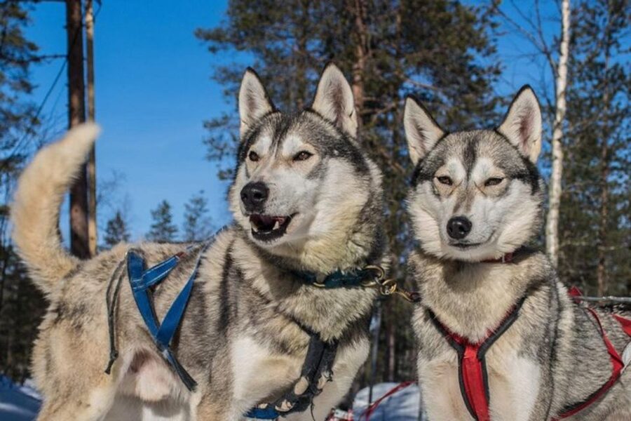Sirkka: Husky Sled Ride in Levi 2km or 5 km from Levi - Key takeaways before you go
