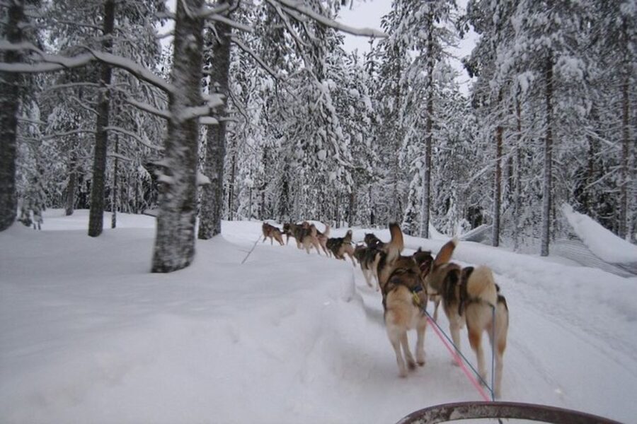 Sirkka: Husky Sled Ride in Levi 2km or 5 km from Levi - Getting from Sirkka to the Husky Park at Levi, without stress