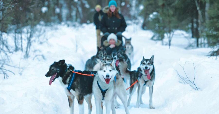 Sirkka: Husky Sled Ride in Levi 2km or 5 km from Levi - The Husky Sled Ride in Lapland: 2 km vs 5 km and what to expect