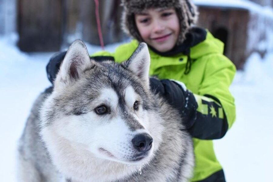 Sirkka: Husky Sled Ride in Levi 2km or 5 km from Levi - Price and value: what you’re really getting for about $199 per person