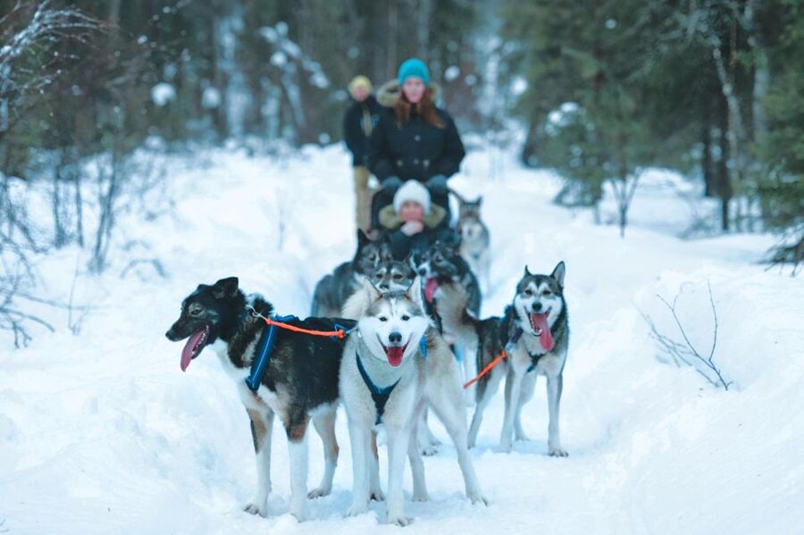 Sirkka: Husky Sled Ride in Levi 2km or 5 km from Levi - Meeting Huskies Up Close: petting, calm handling, and why instructions matter